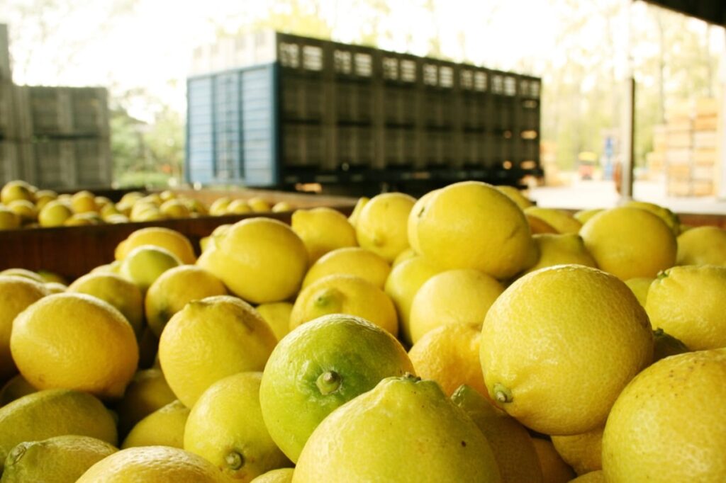 limon frutas