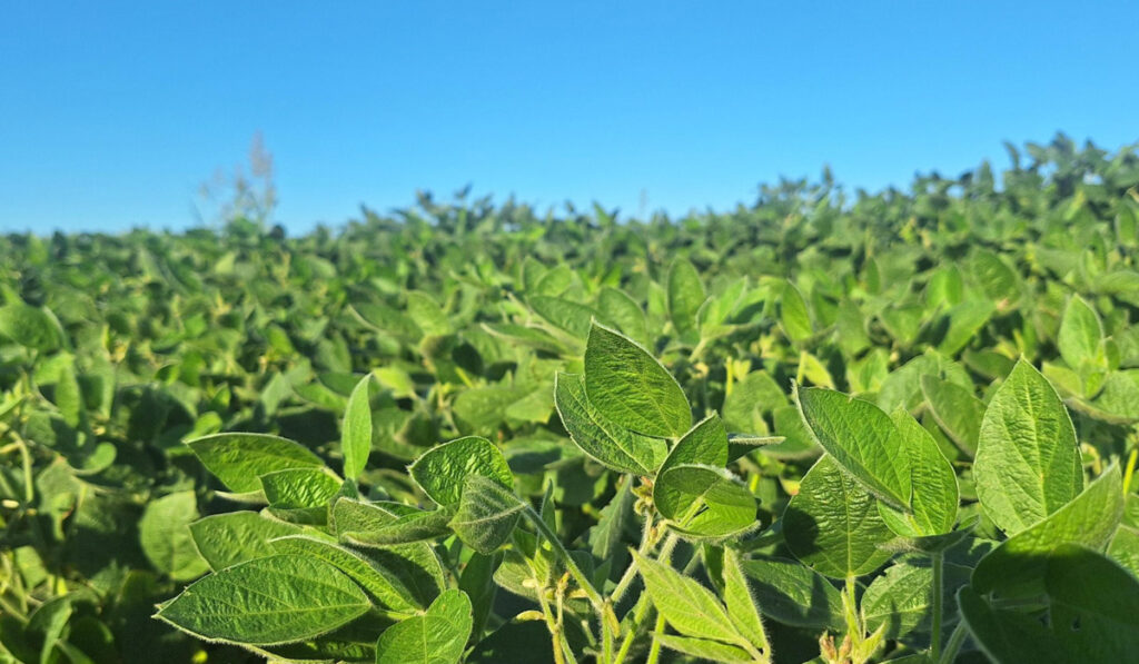 soja biofertilizante