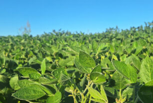soja biofertilizante