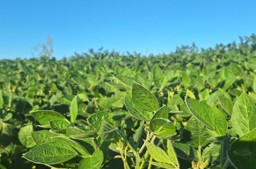 soja biofertilizante