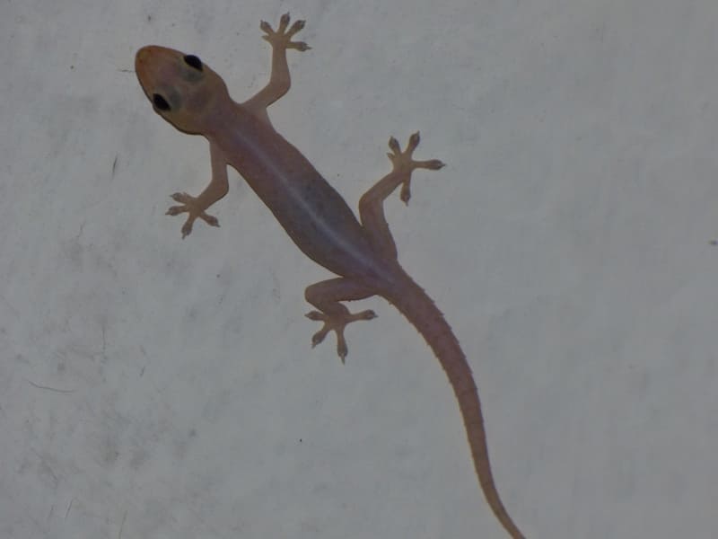 lagartijas