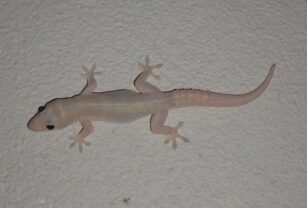 lagartija