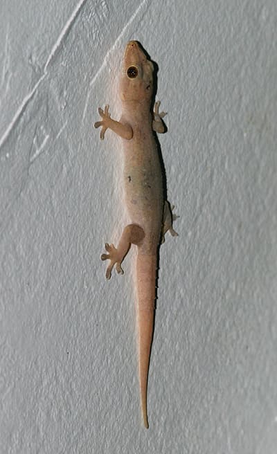 lagartija