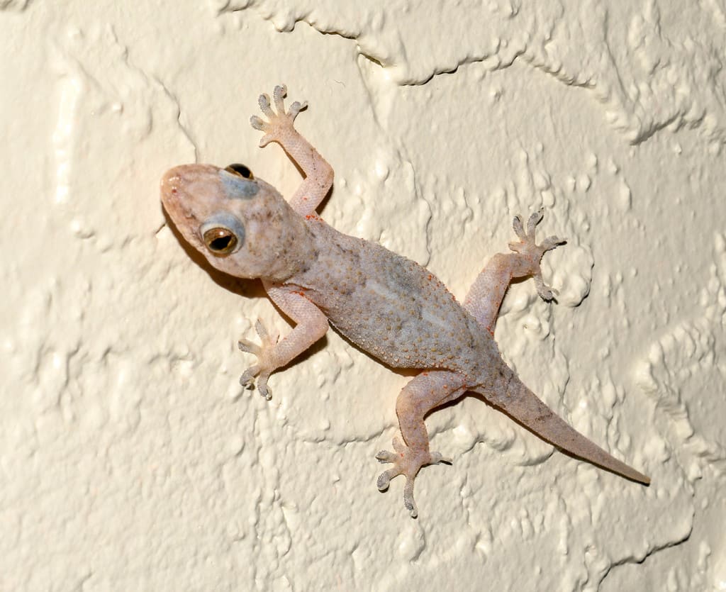 lagartija