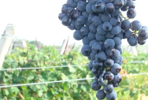 vendimia cosecha