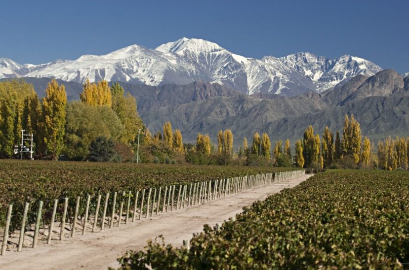 viñedo