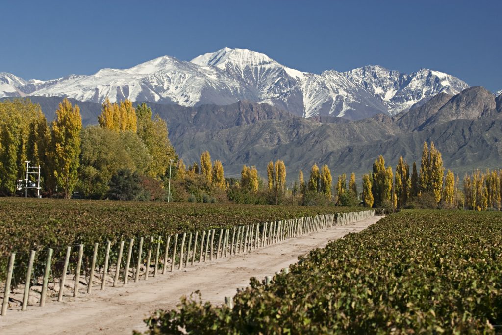 viñedo