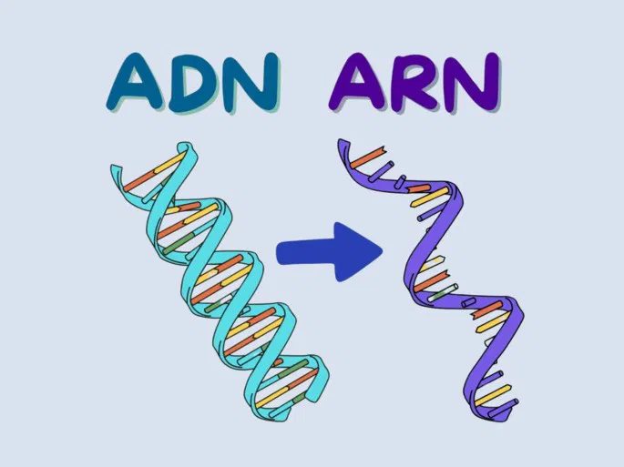adn arn vacuna