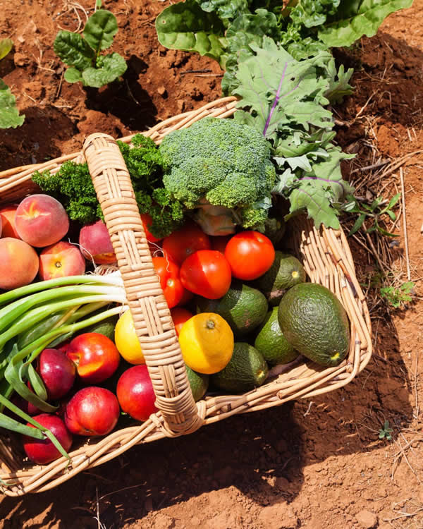 alimentos suelo cultivos