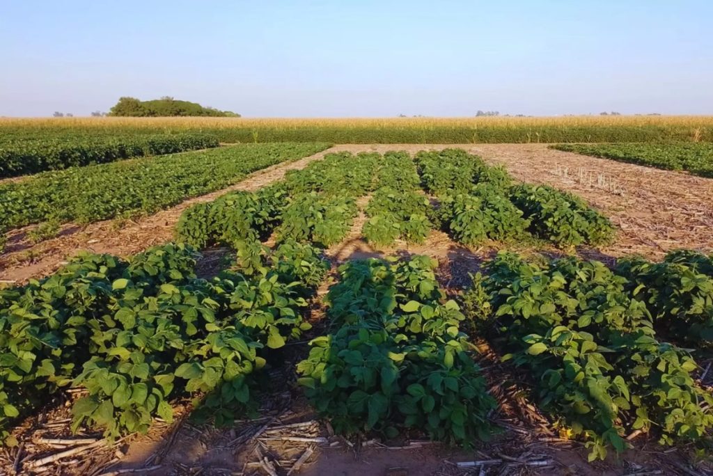 biofertilizante ensayo inta soja