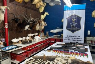 disecador clandestino especies