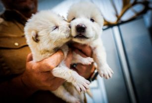 lobo gigante cachorros