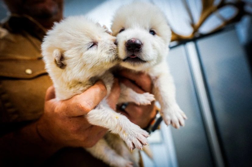 lobo gigante cachorros
