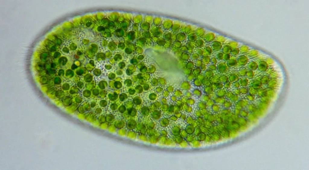 microalgas