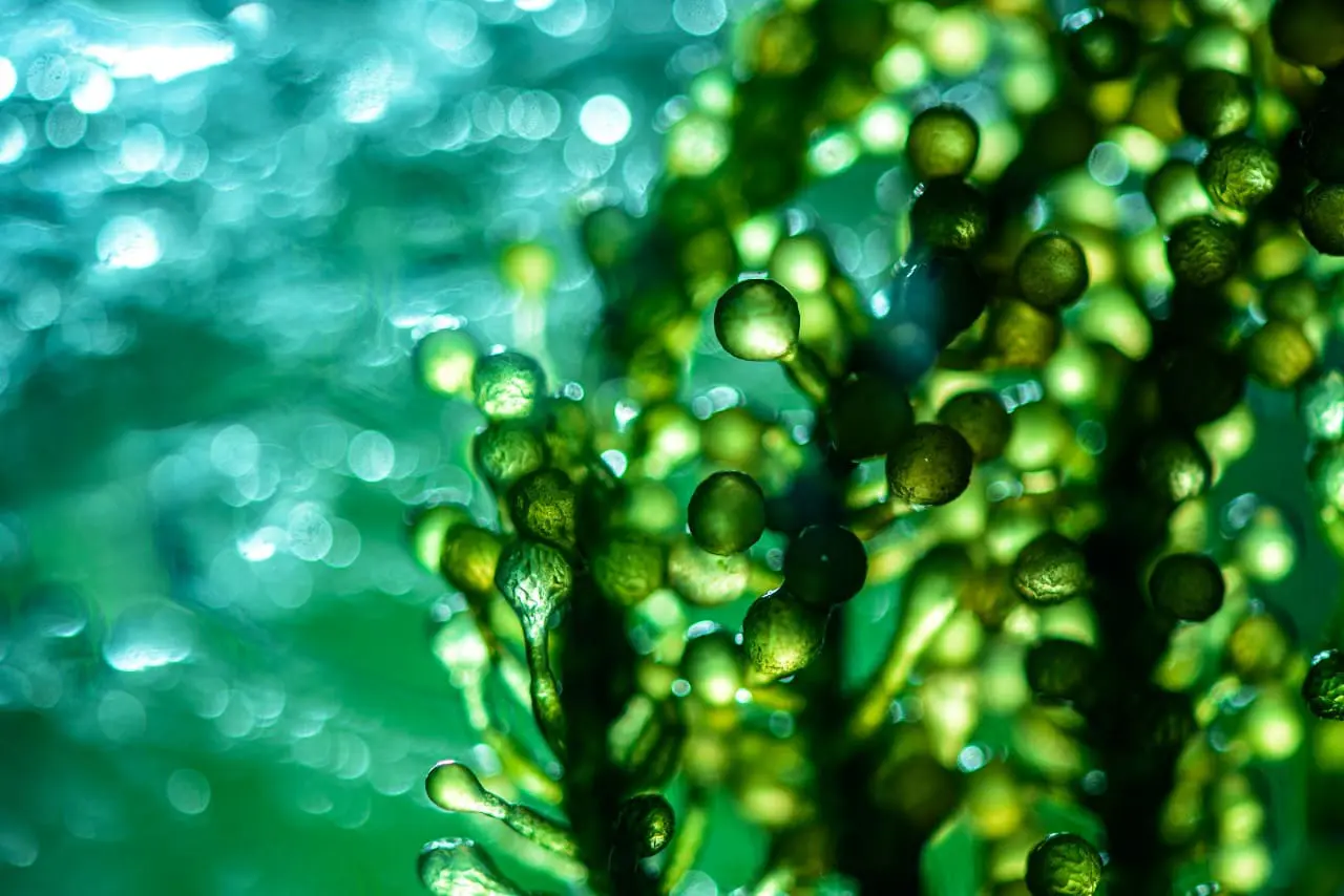Microalgas superalimento