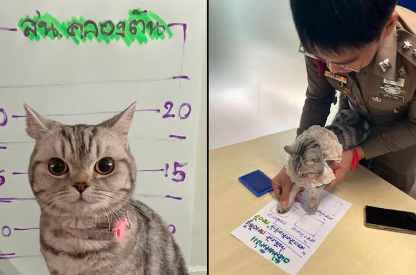 gato tailandia