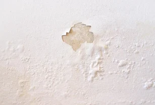 Pared Hongos