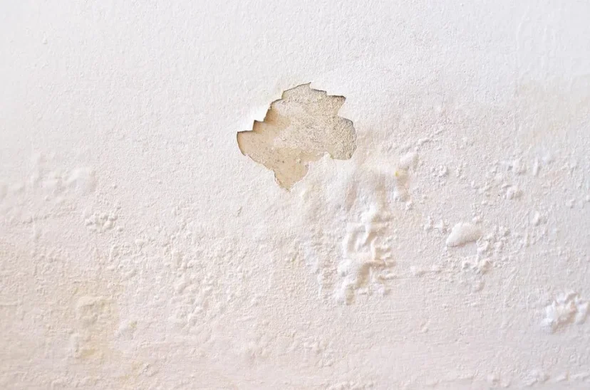 Pared Hongos