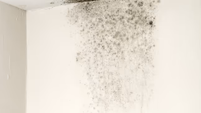 Pared Hongos