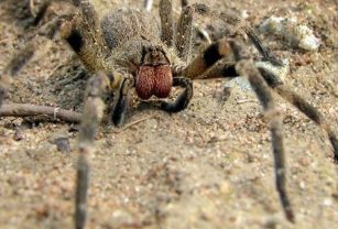 araña errante brasileña veneno erección