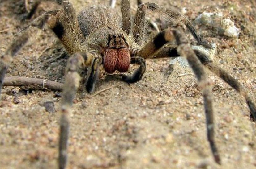 araña errante brasileña veneno erección
