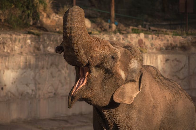 tammy elefante