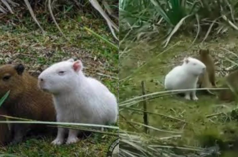 Carpincho albino Uruguay