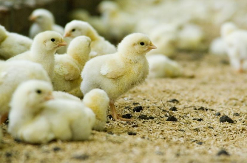 cadena avícola pollos
