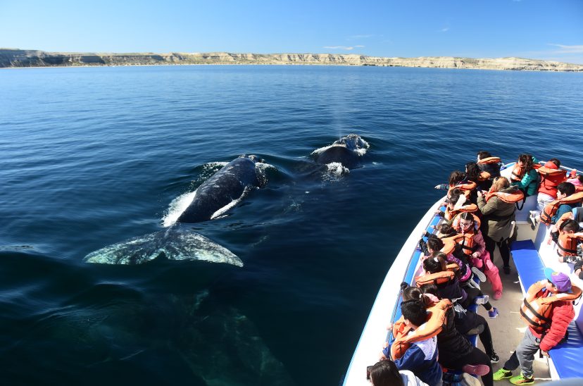 Puerto Madryn ballenas